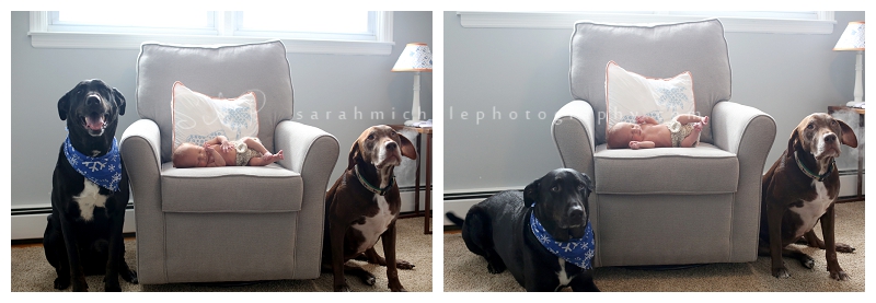 newborn photography with family dogs